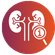 Kidney Function Test in Gurgaon